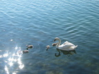 2006 05-Geneva Swans